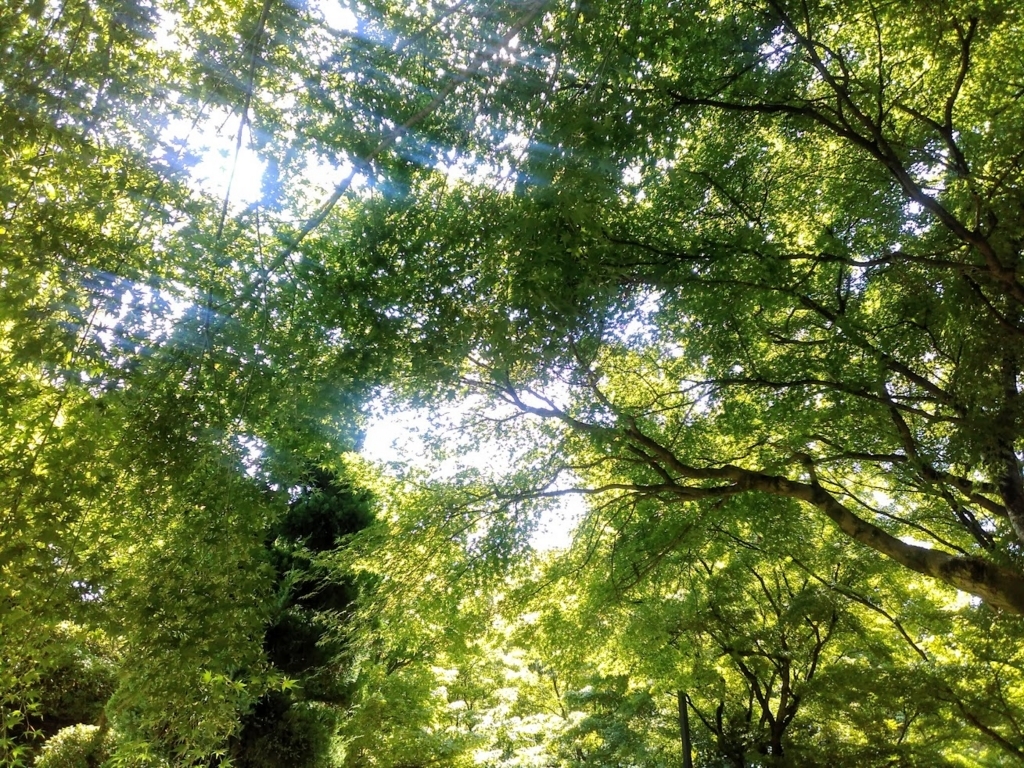 f:id:mamagotoism:20180805193900j:plain f:id:mamagotoism:20180805193900j:plain