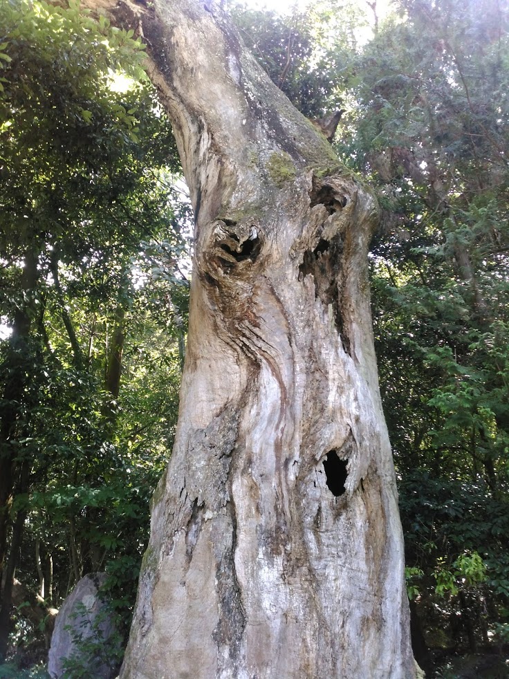 f:id:mamagotoism:20180805194317j:plain f:id:mamagotoism:20180805194317j:plain