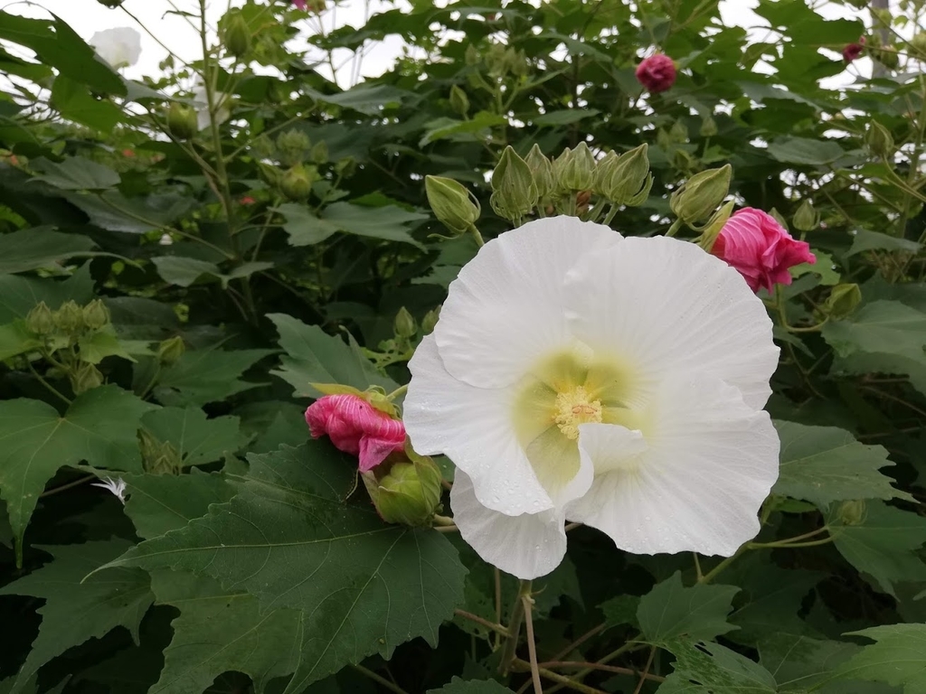 f:id:mamagotoism:20180926061229j:plain f:id:mamagotoism:20180926061229j:plain