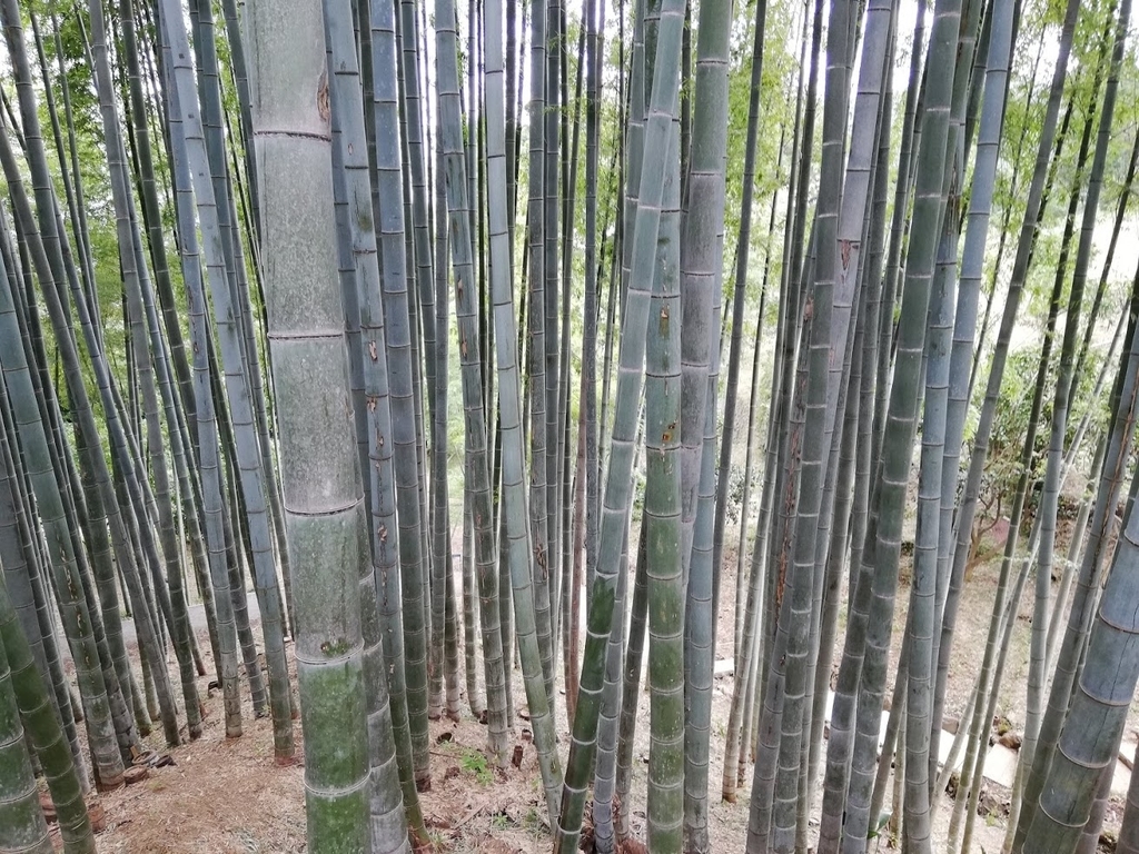 f:id:mamagotoism:20181008172020j:plain f:id:mamagotoism:20181008172020j:plain