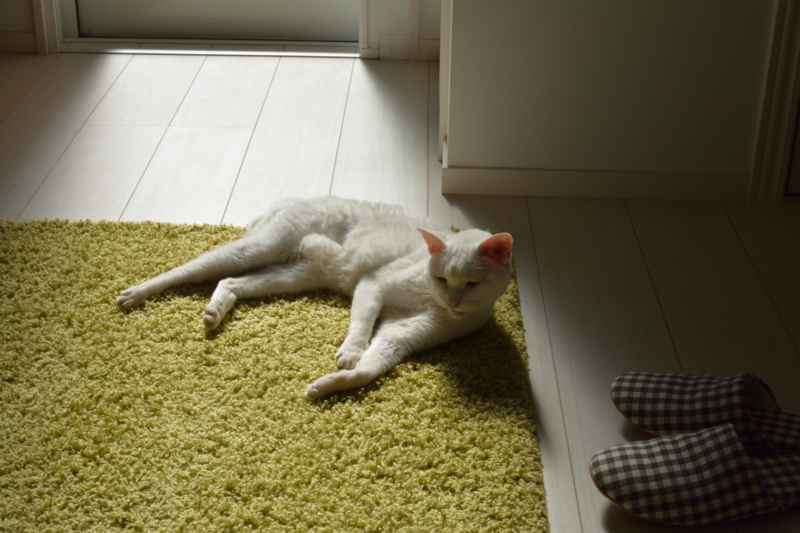 f:id:mamajanaiwatashi:20141108104600j:plain