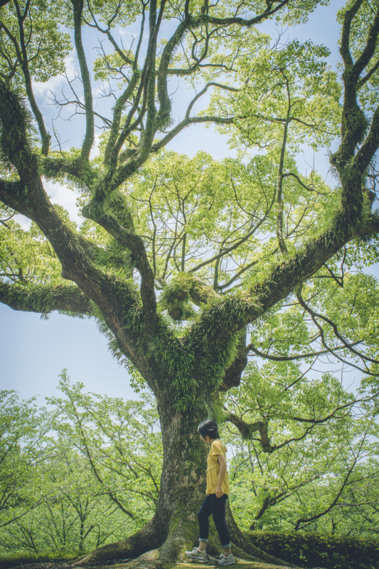 f:id:mamajanaiwatashi:20160602023845j:plain