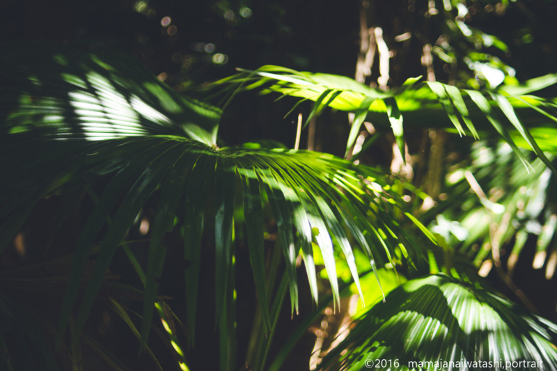 f:id:mamajanaiwatashi:20161203232055j:image:w640 f:id:mamajanaiwatashi:20161203232055j:image:w640