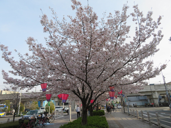 花園桜通り 中央公園 恩智川 ひのとり だら めもりぃ 花園桜通り 中央公園 恩智川 ひのとり だら めもりぃ