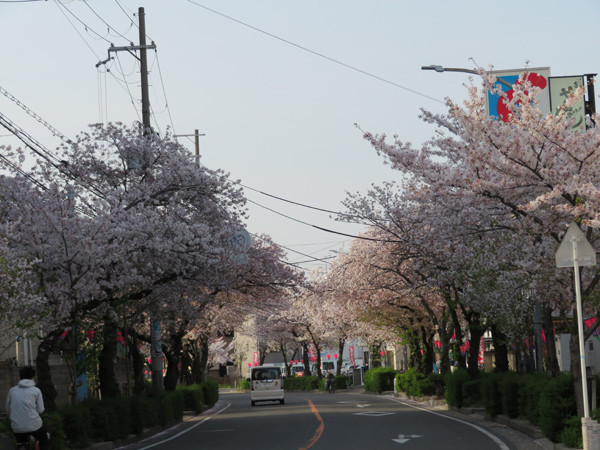 花園桜通り 中央公園 恩智川 ひのとり だら めもりぃ 花園桜通り 中央公園 恩智川 ひのとり だら めもりぃ