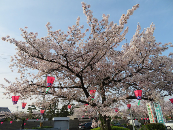 花園桜通り 中央公園 恩智川 ひのとり だら めもりぃ 花園桜通り 中央公園 恩智川 ひのとり だら めもりぃ