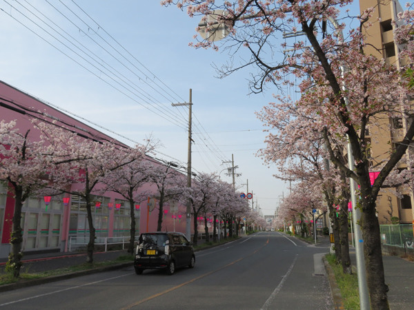 花園桜通り 中央公園 恩智川 ひのとり だら めもりぃ 花園桜通り 中央公園 恩智川 ひのとり だら めもりぃ