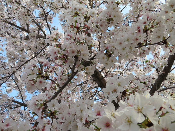 花園桜通り 中央公園 恩智川 ひのとり だら めもりぃ 花園桜通り 中央公園 恩智川 ひのとり だら めもりぃ