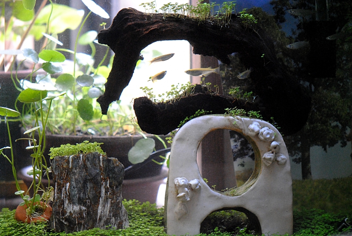 自然 メダカ水槽のレイアウト シンプルお洒落で癒される水槽は ライムニュース