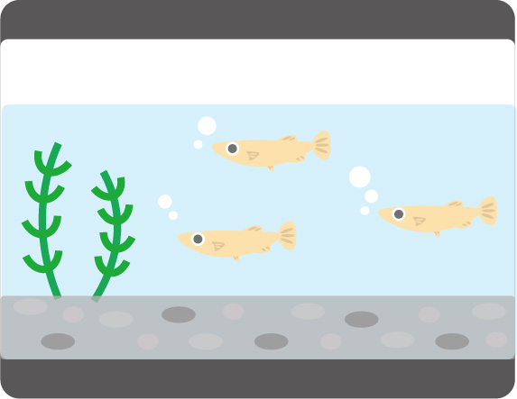 自然 メダカ水槽のレイアウト シンプルお洒落で癒される水槽は ライムニュース