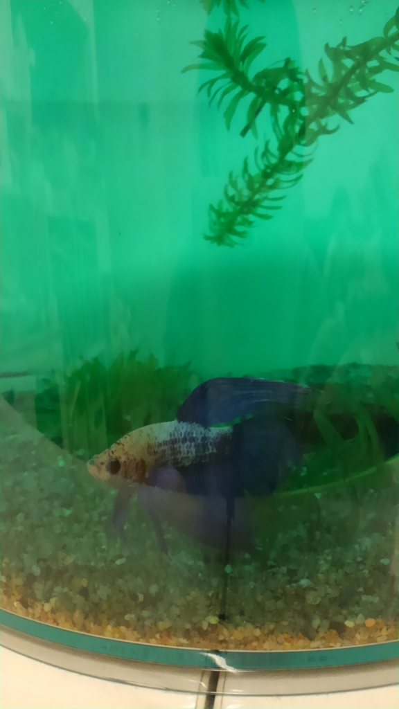 べーちゃん 尾ぐされ病 懐くお魚ベタと ヒカリメダカの小さな世界