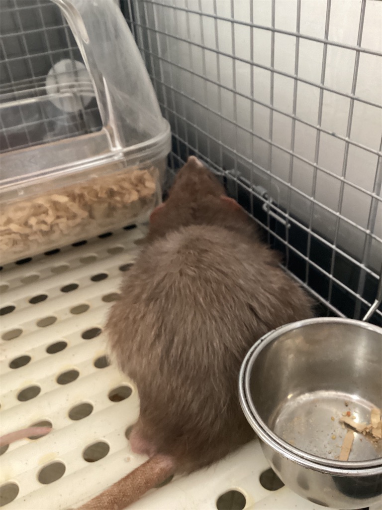 f:id:maman777:20240807110659j:image