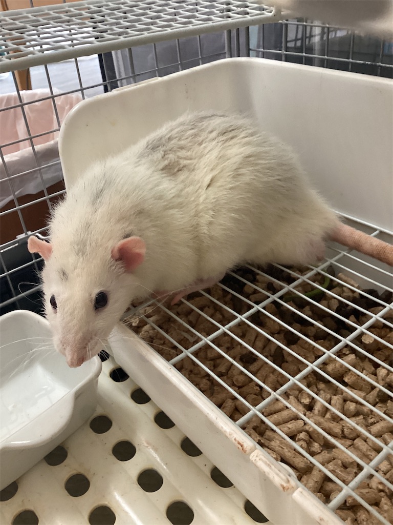 f:id:maman777:20240807110903j:image