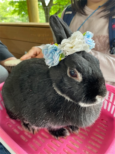 f:id:mamananoyo:20220430200213j:image