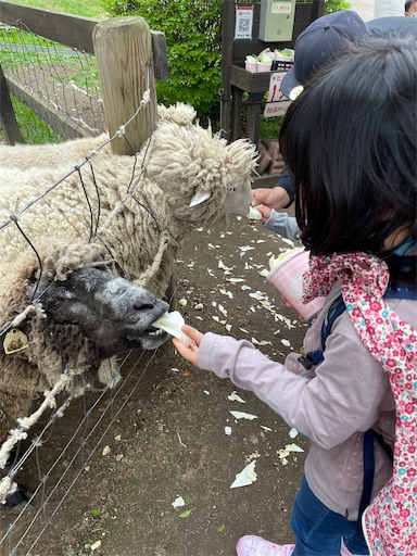 f:id:mamananoyo:20220430200301j:image