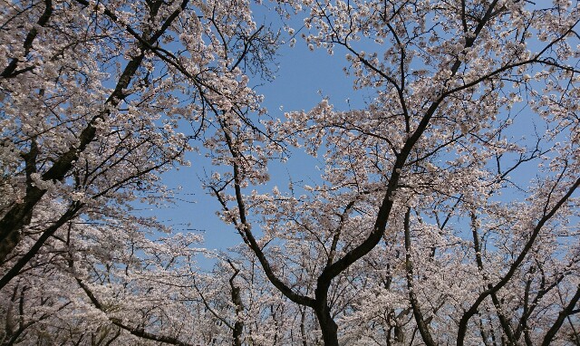 f:id:mamano-egao:20180403025932j:image