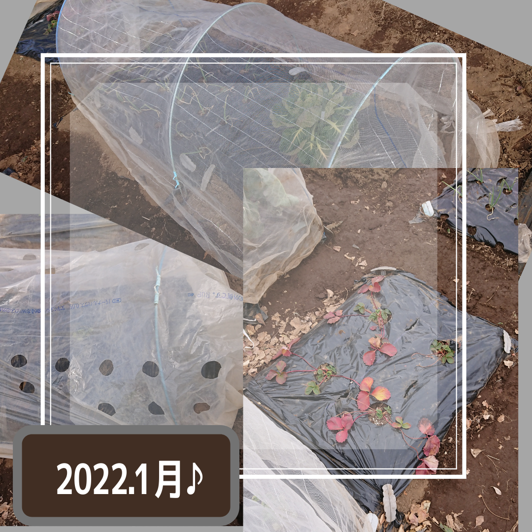 f:id:mamanojitan:20220126113003p:plain