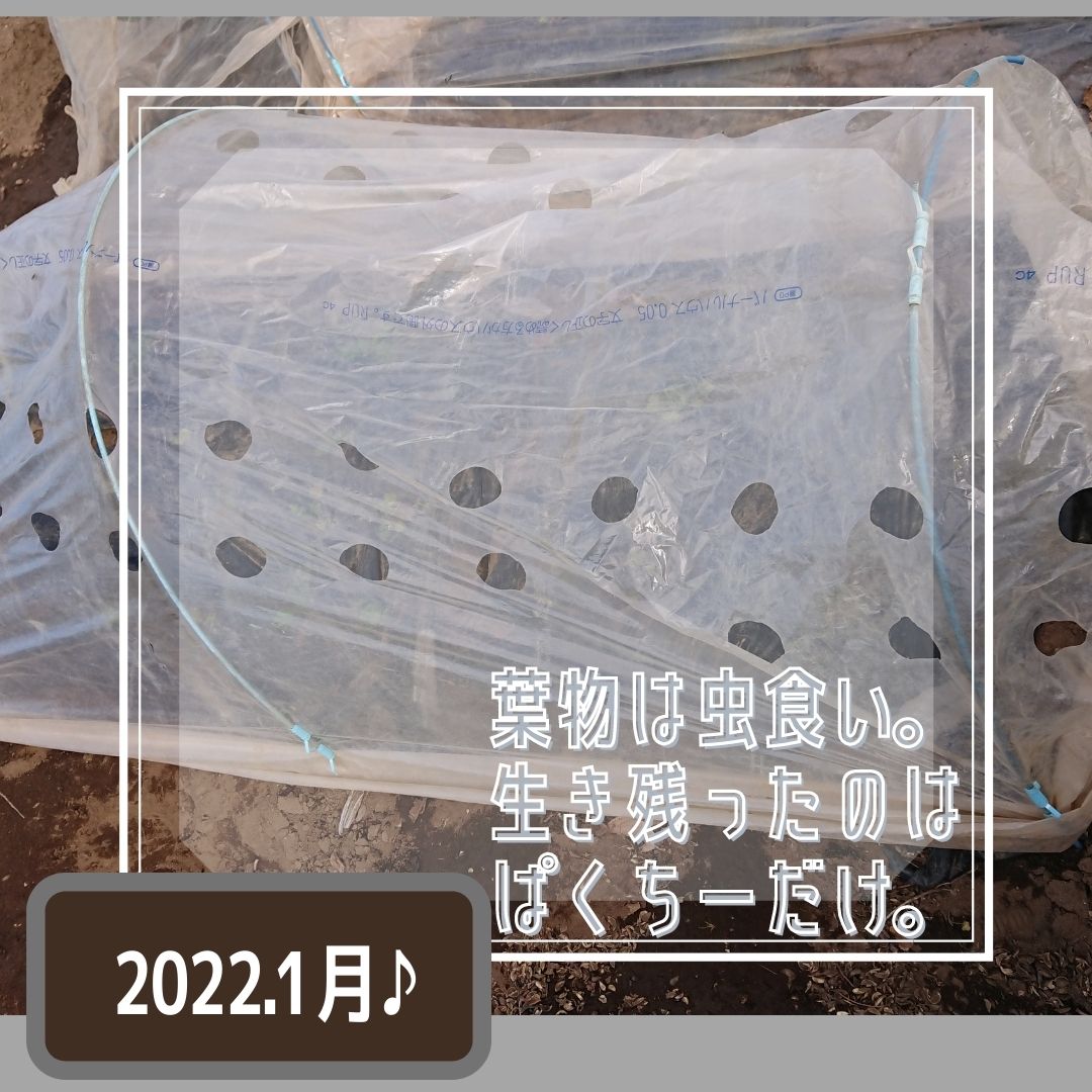 f:id:mamanojitan:20220126114537j:plain