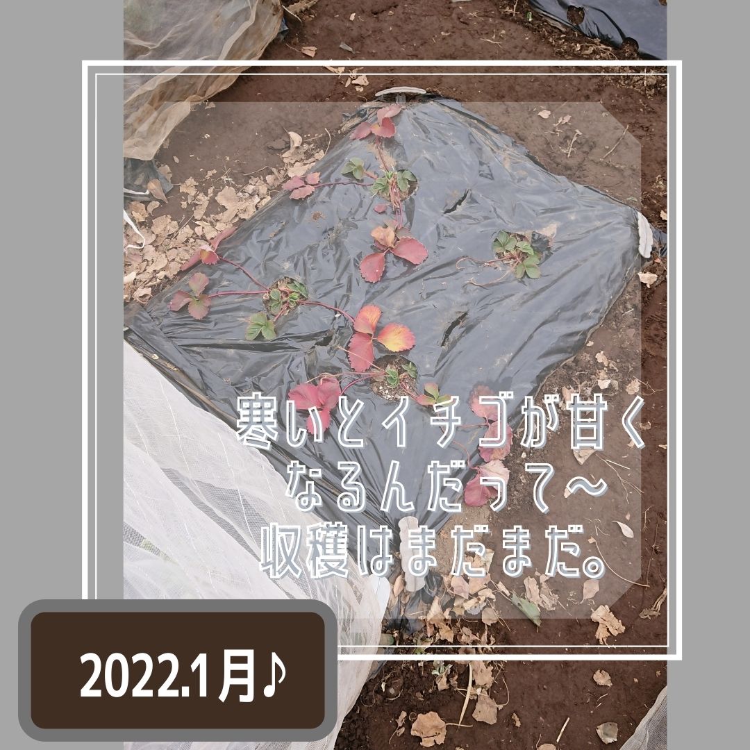 f:id:mamanojitan:20220126114545j:plain