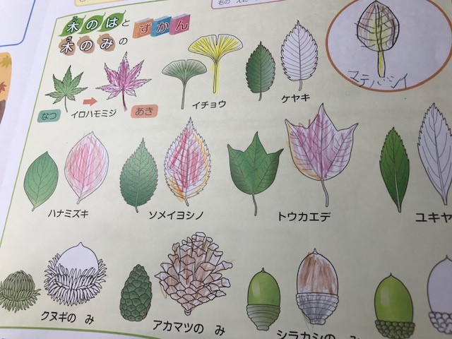 Z会経験学習：2019年11月りかのたね