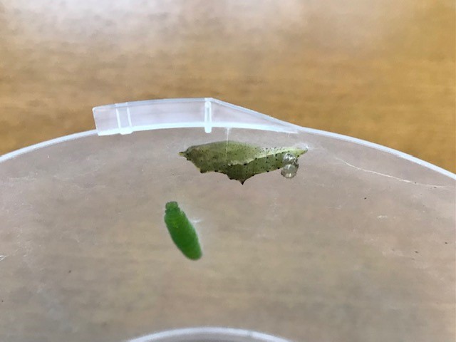 小学3年生の理科 モンシロチョウを卵から育てる 卵 幼虫 蛹 成虫までを観察 子供と一緒に家庭学習