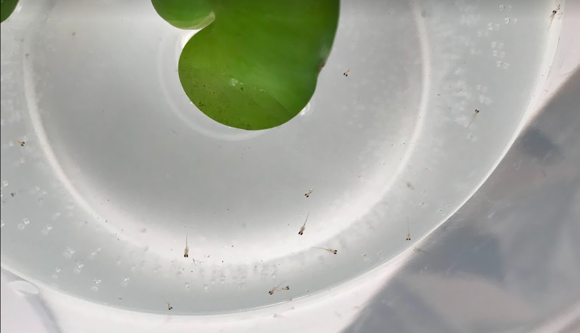 メダカの稚魚