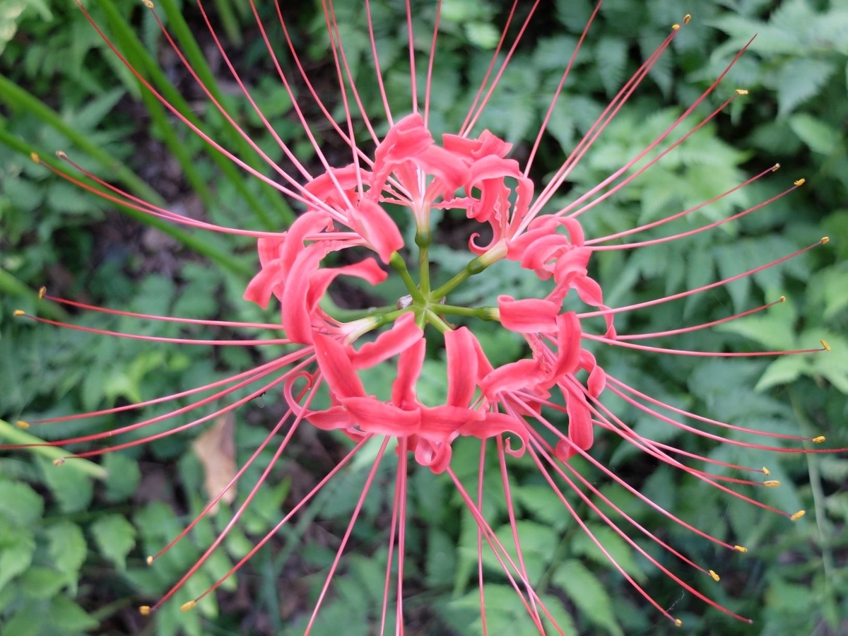 f:id:mamaria1120:20191006161827j:plain