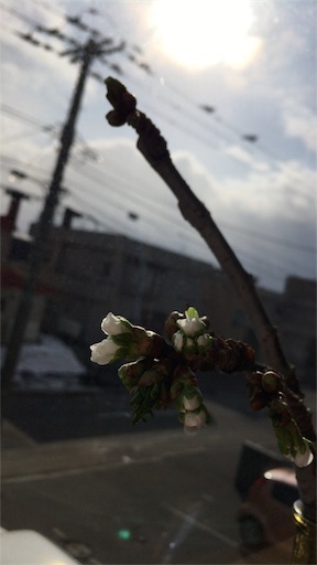 f:id:mamashizue:20170325094437j:image