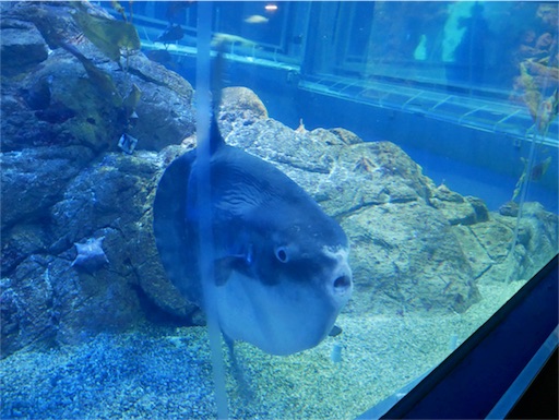 f:id:mamashizue:20180521090637j:image