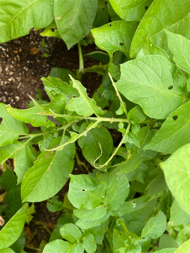 f:id:mamashizue:20230609140547j:image f:id:mamashizue:20230609140547j:image