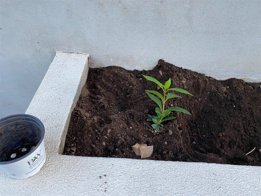 f:id:mamashizue:20231013225927j:image