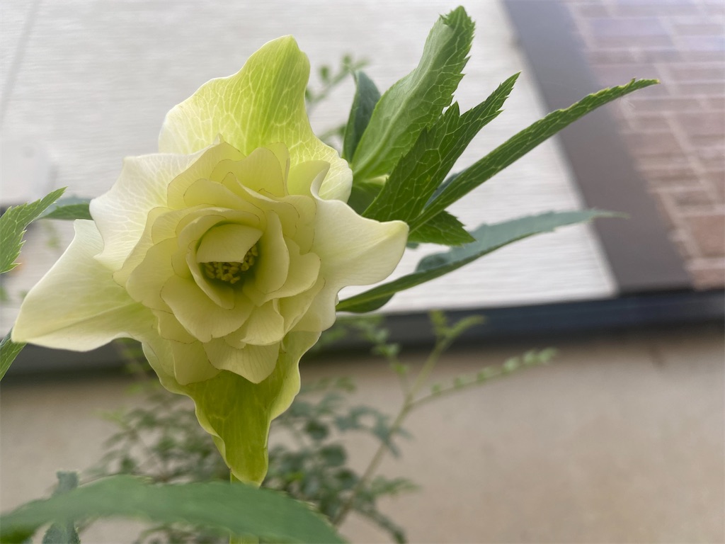 f:id:mamashizue:20231216170539j:image