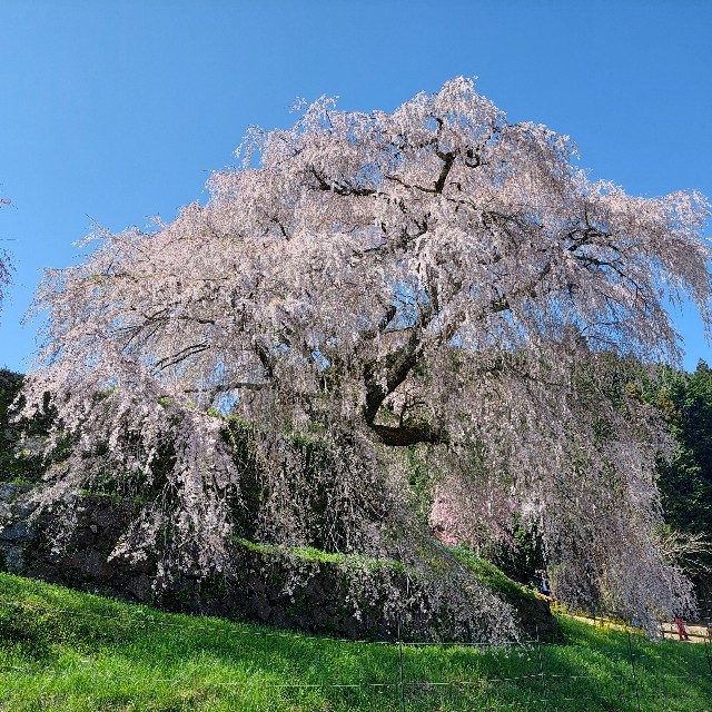 f:id:mamatinx:20250413190451j:image f:id:mamatinx:20250413190451j:image