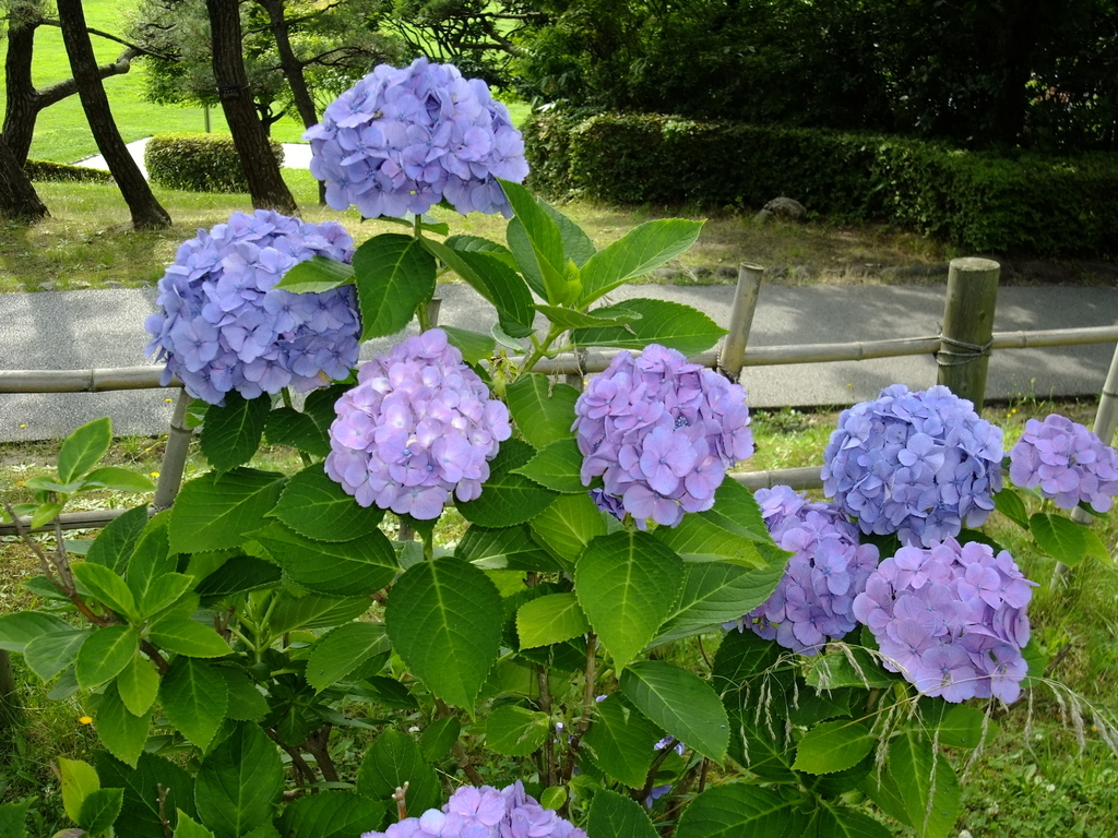f:id:mamatti:20190213182817j:plain f:id:mamatti:20190213182817j:plain