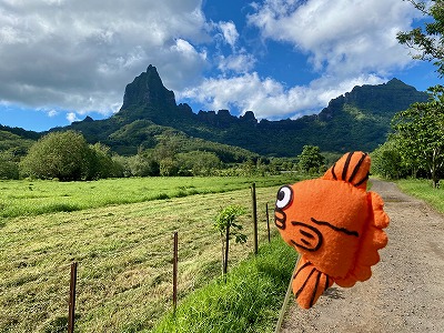 タヒチ,モーレア島,バリハイ