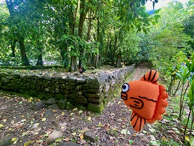モーレア島,マラエ,アクティビティ