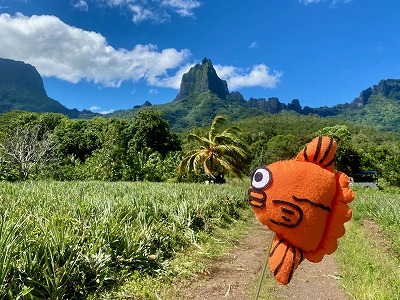 モーレア島,パイナップル,バリハイ