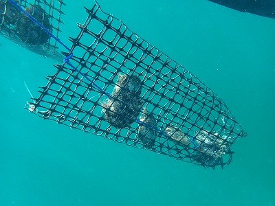 ボラボラ島,ブラックパール,黒真珠,アクティビティ