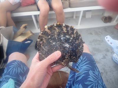 ボラボラ島,黒真珠,ブラックパール,アクティビティ