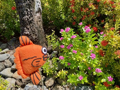 タヒチ,ボラボラ島,旅行記