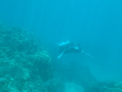 マンタ,タヒチ,ボラボラ島,旅行記,シュノーケリング