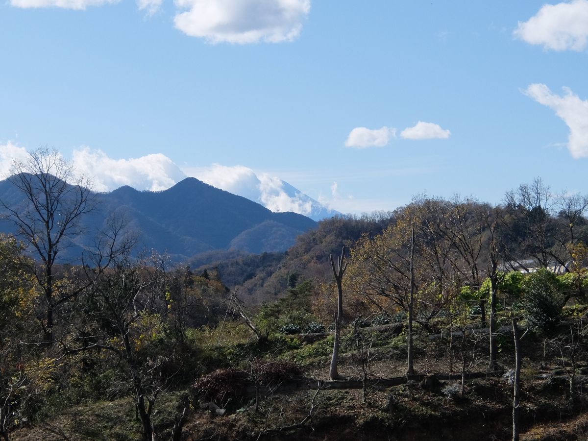 f:id:mame-lantern:20201129155723j:plain