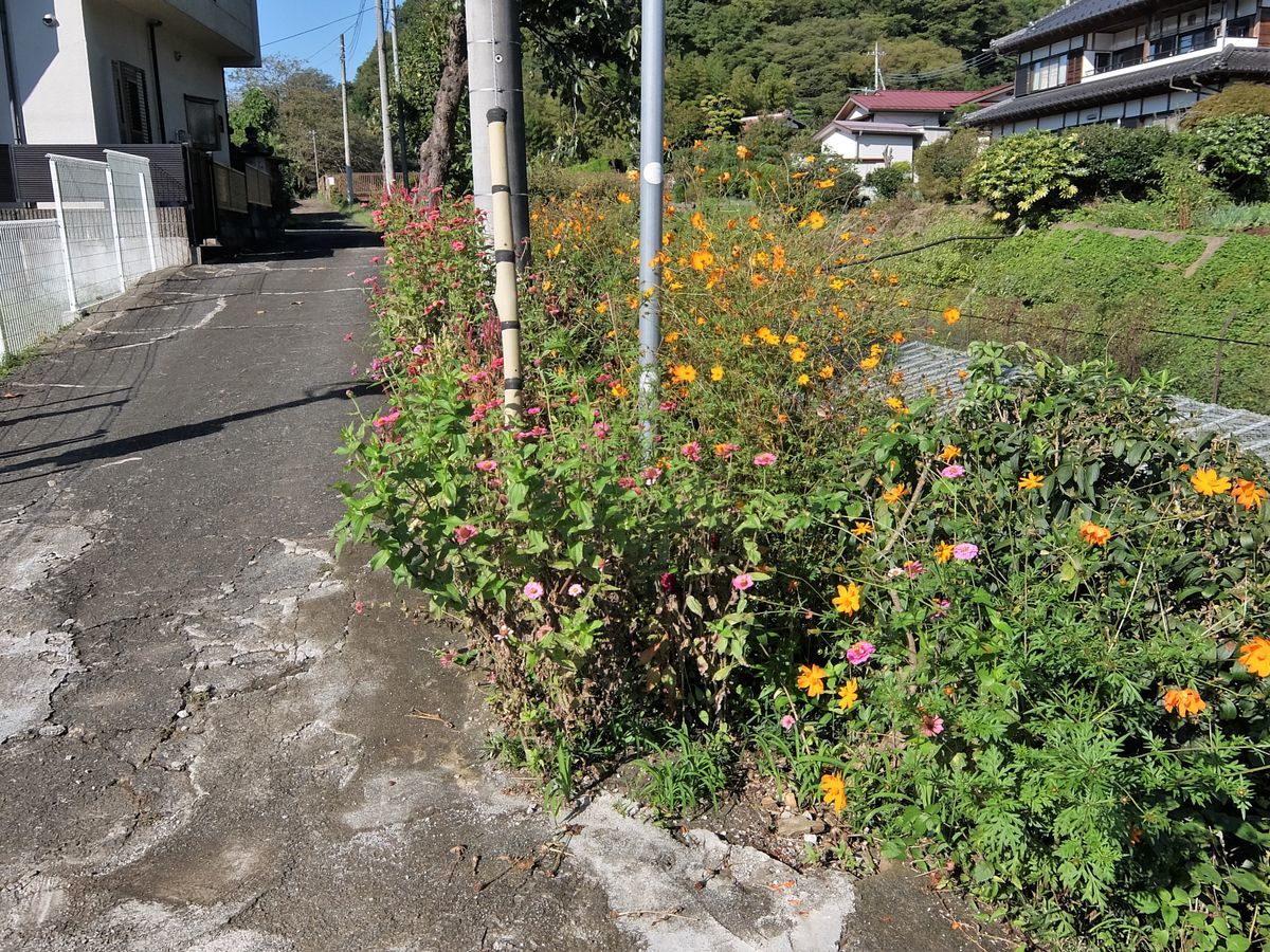 f:id:mame-lantern:20211006174101j:plain