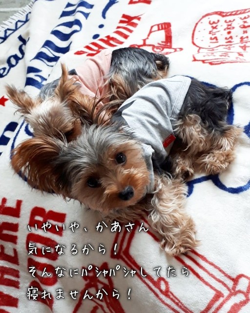 犬の洋服の洗濯頻度 回数はどれくらい まめうに日記
