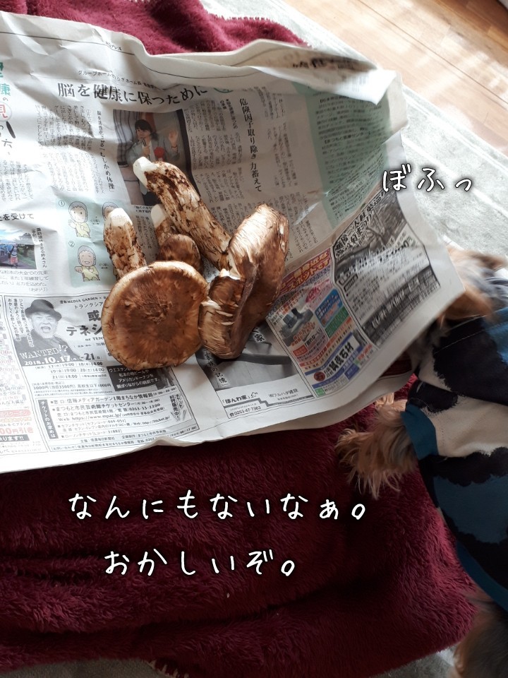 犬がきのこを食べても大丈夫 栄養は まめうに日記