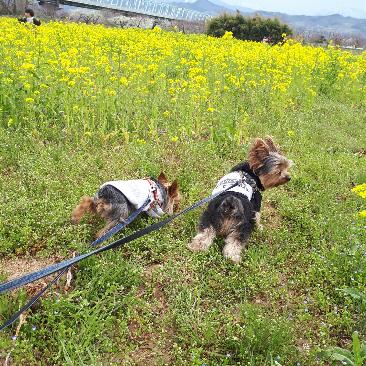 千曲川河川公園 リバーサイドパーク わんことぶらり旅 まめうに日記 千曲川河川公園 リバーサイドパーク わんことぶらり旅 まめうに日記
