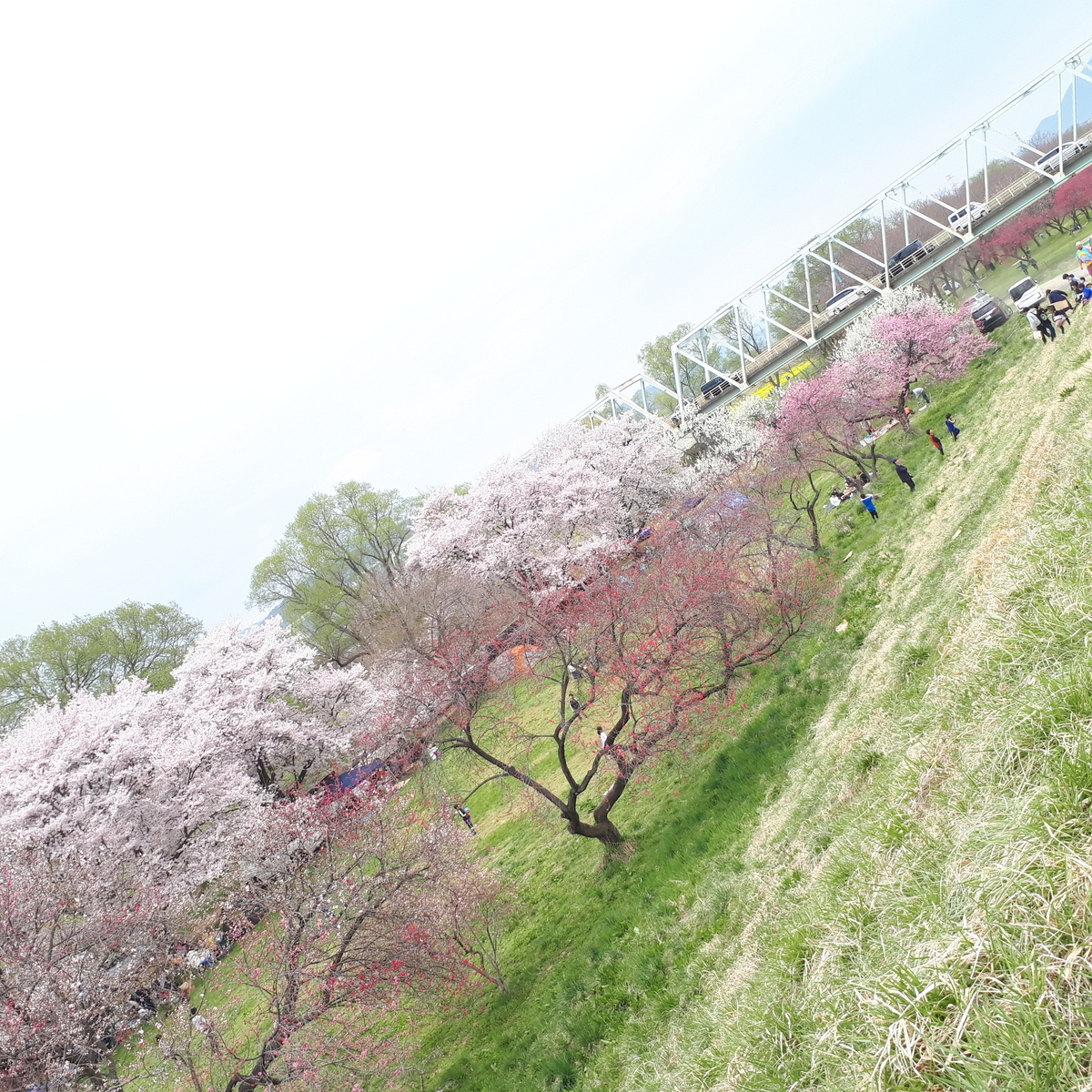 千曲川河川公園 リバーサイドパーク わんことぶらり旅 まめうに日記 千曲川河川公園 リバーサイドパーク わんことぶらり旅 まめうに日記