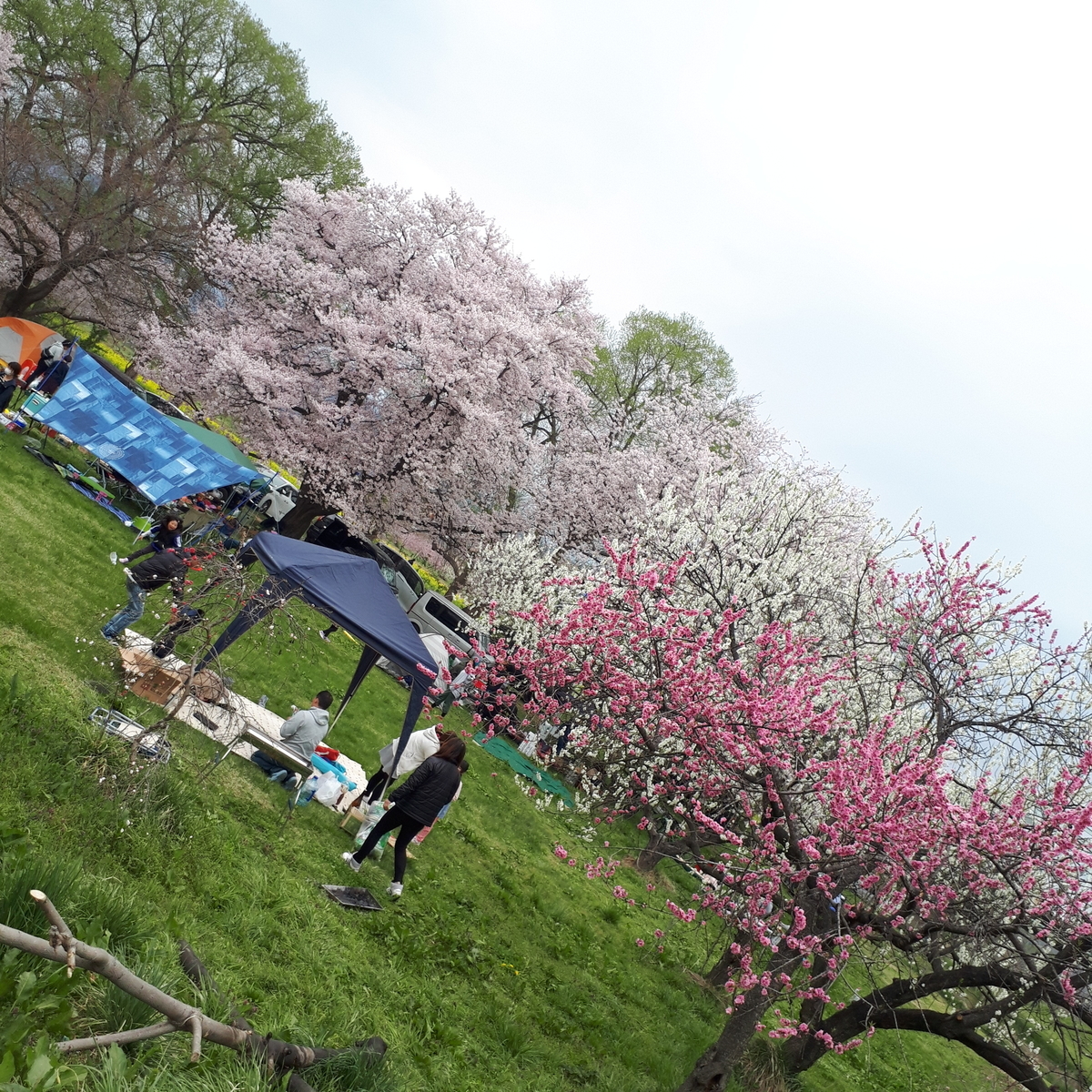 千曲川河川公園 リバーサイドパーク わんことぶらり旅 まめうに日記 千曲川河川公園 リバーサイドパーク わんことぶらり旅 まめうに日記