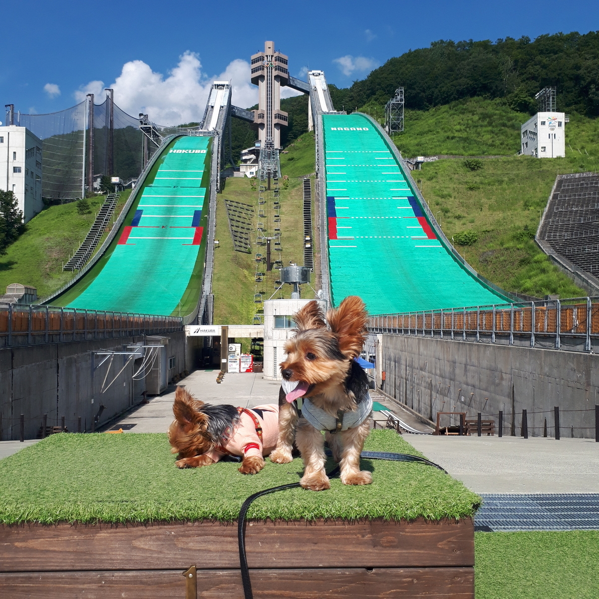 白馬ジャンプ台☆わんことぶらり旅 - まめうに日記