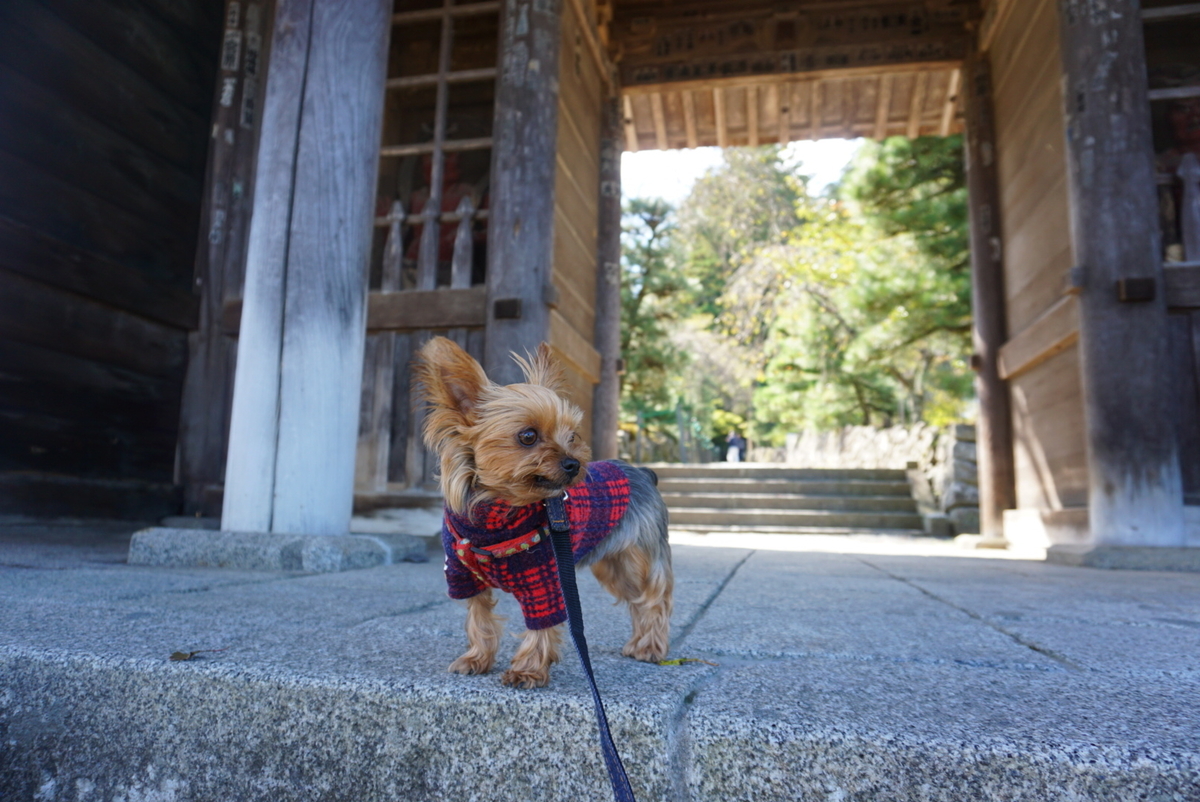 パワースポット 光前寺 わんこ寺 と光苔 まめうに日記